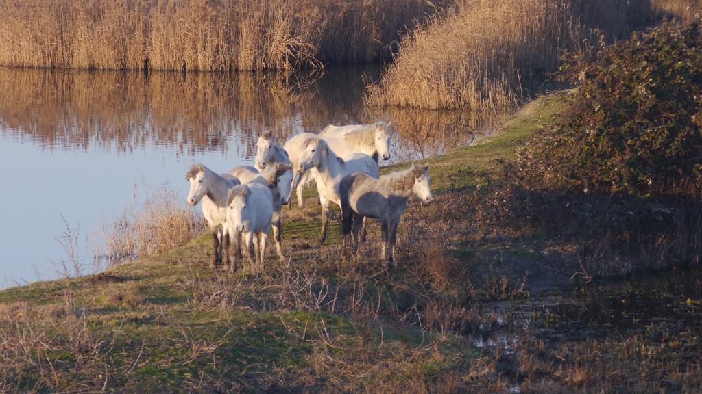 Villetta Parco Sir Llido Degli Estensi Exteriör bild